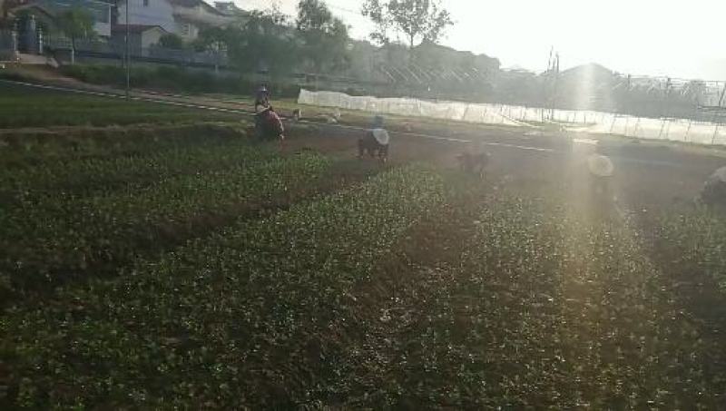 春香柑橘苗（黄金贡柚）/树人农林基地直发/保湿发货