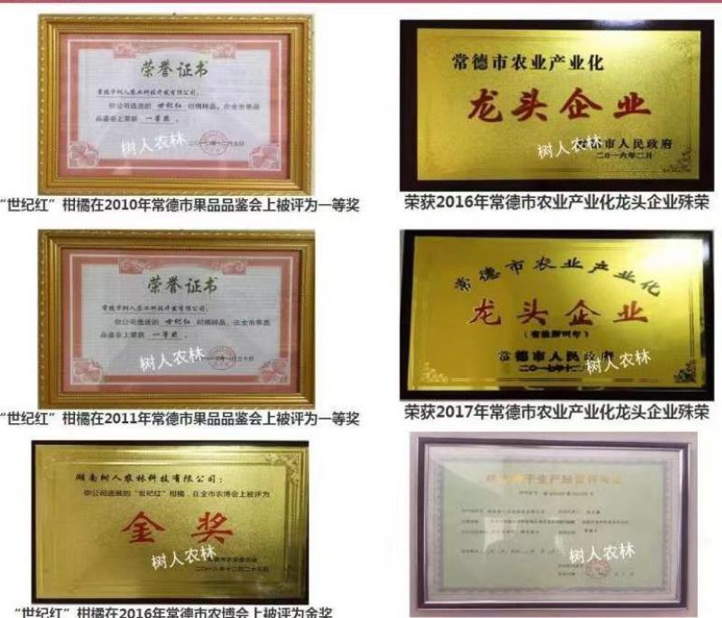春香柑橘苗（黄金贡柚）/树人农林基地直发/保湿发货