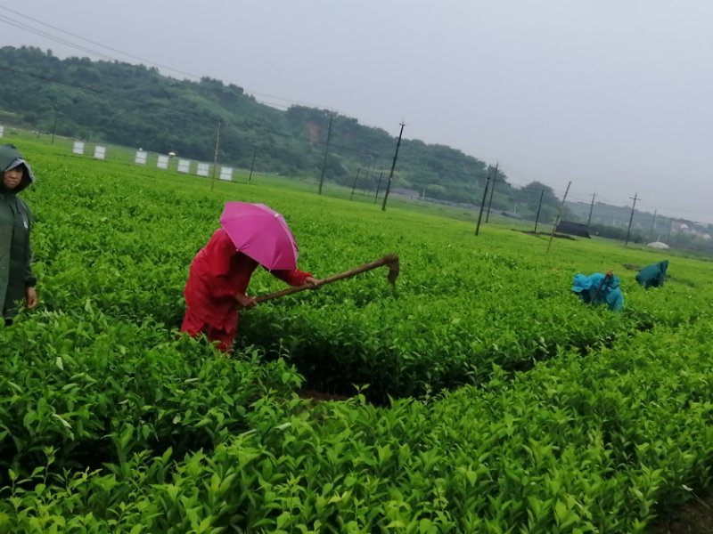春香柑橘苗（黄金贡柚）/树人农林基地直发/保湿发货