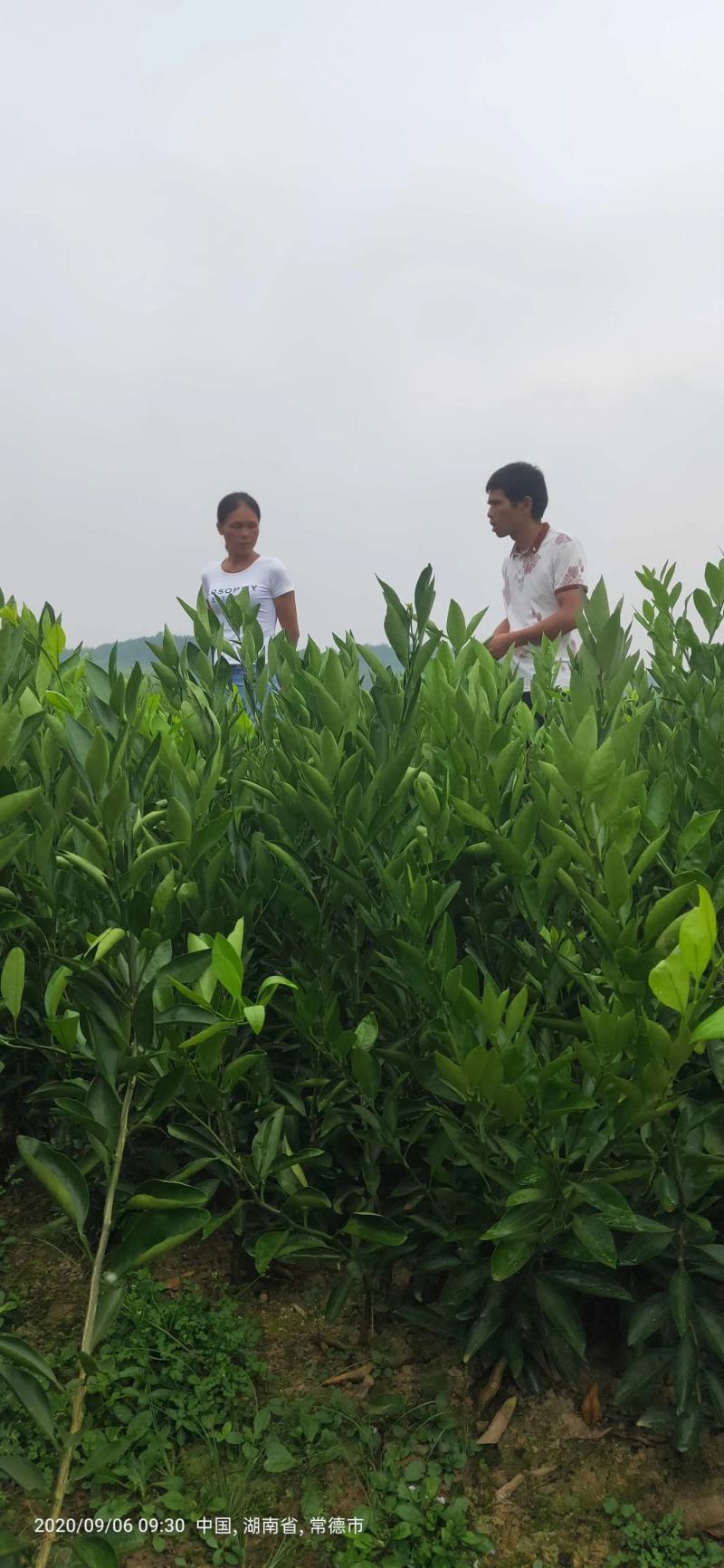 春香柑橘苗（黄金贡柚）/树人农林基地直发/保湿发货