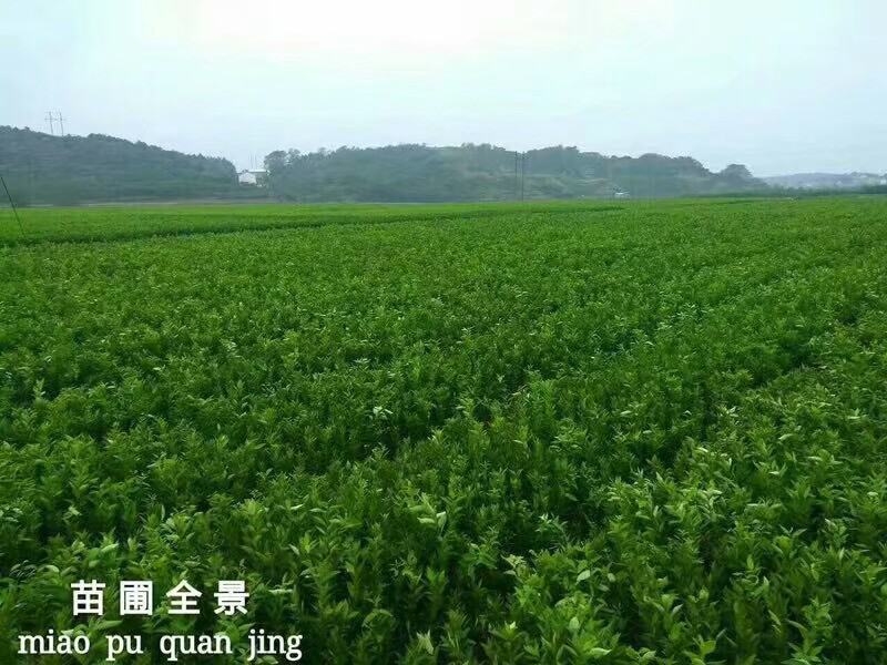 春香柑橘苗（黄金贡柚）/树人农林基地直发/保湿发货