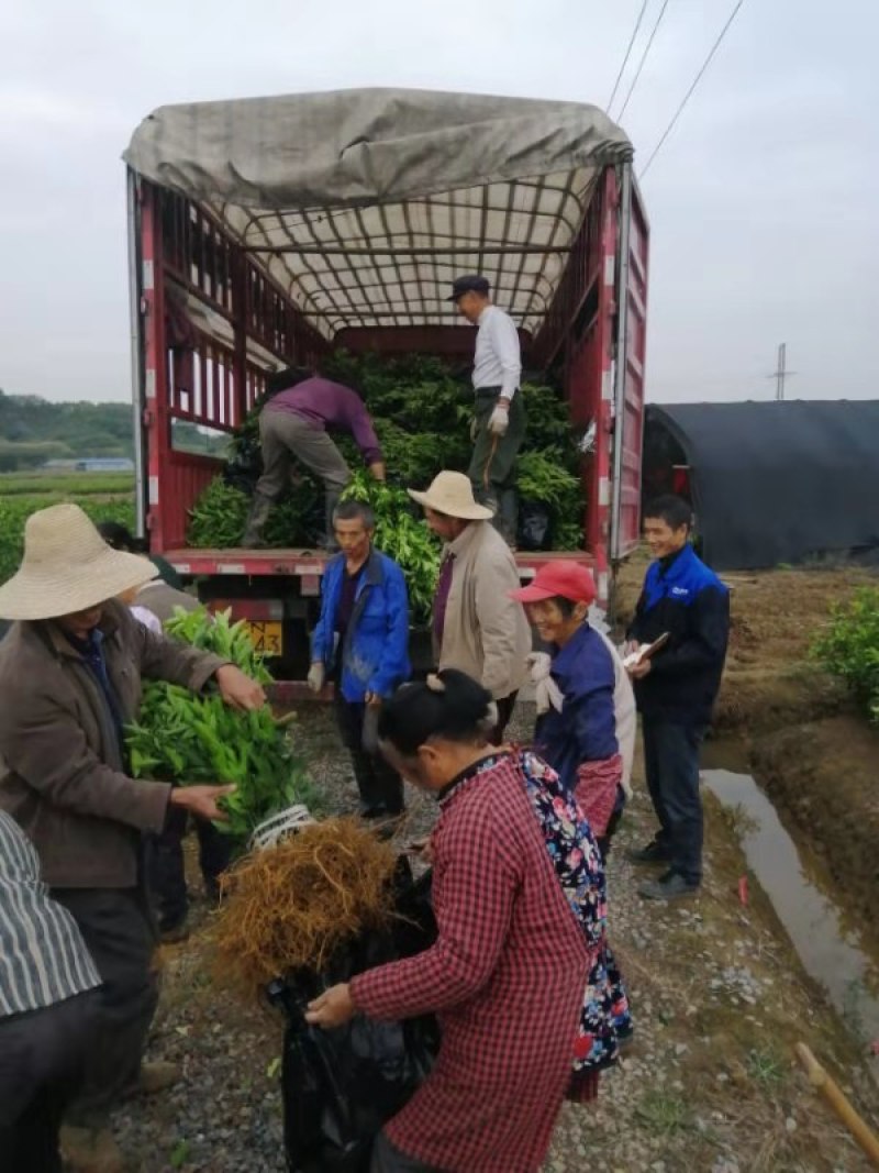 园丰脐橙苗/树人农林基地直发/纯度品质保障签订合同