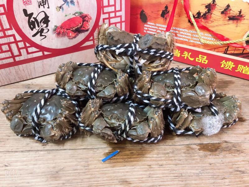 精品江苏红膏大闸蟹礼盒