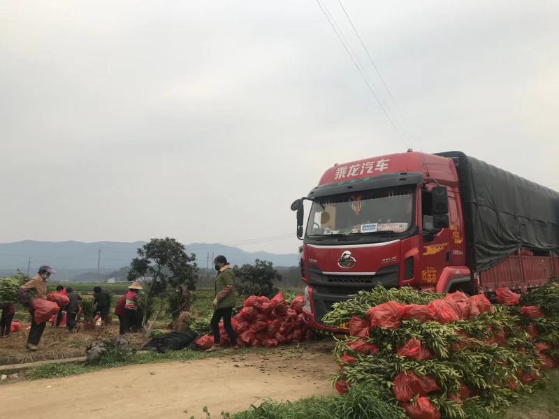 塔罗科血橙苗/纯度品质保障/基地直发/保湿发货