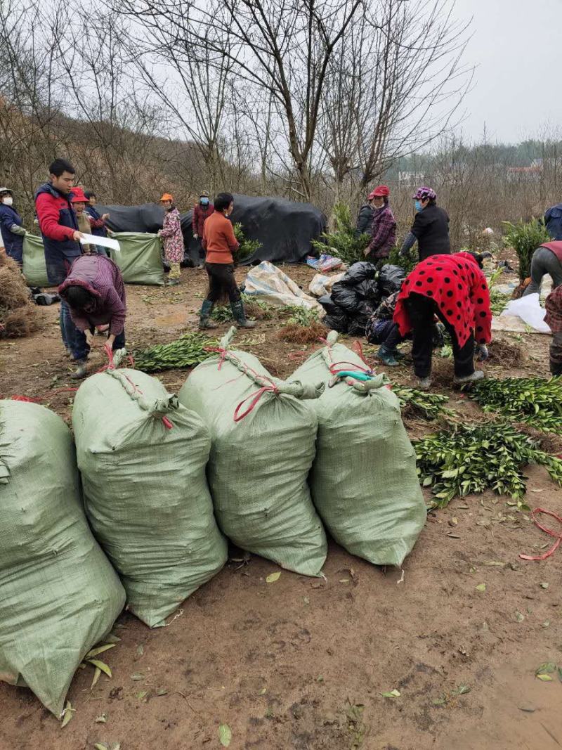 塔罗科血橙苗/纯度品质保障/基地直发/保湿发货