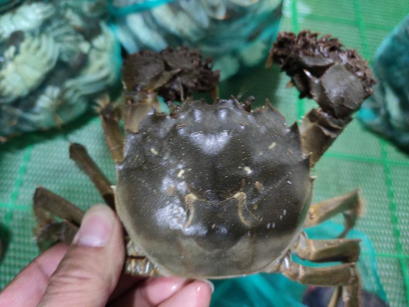 洪湖清水大闸蟹产地直发