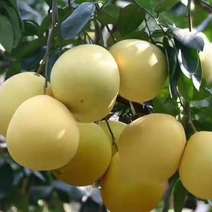 蜜柚产地大量供应，果园，现订现摘，诚信经营。