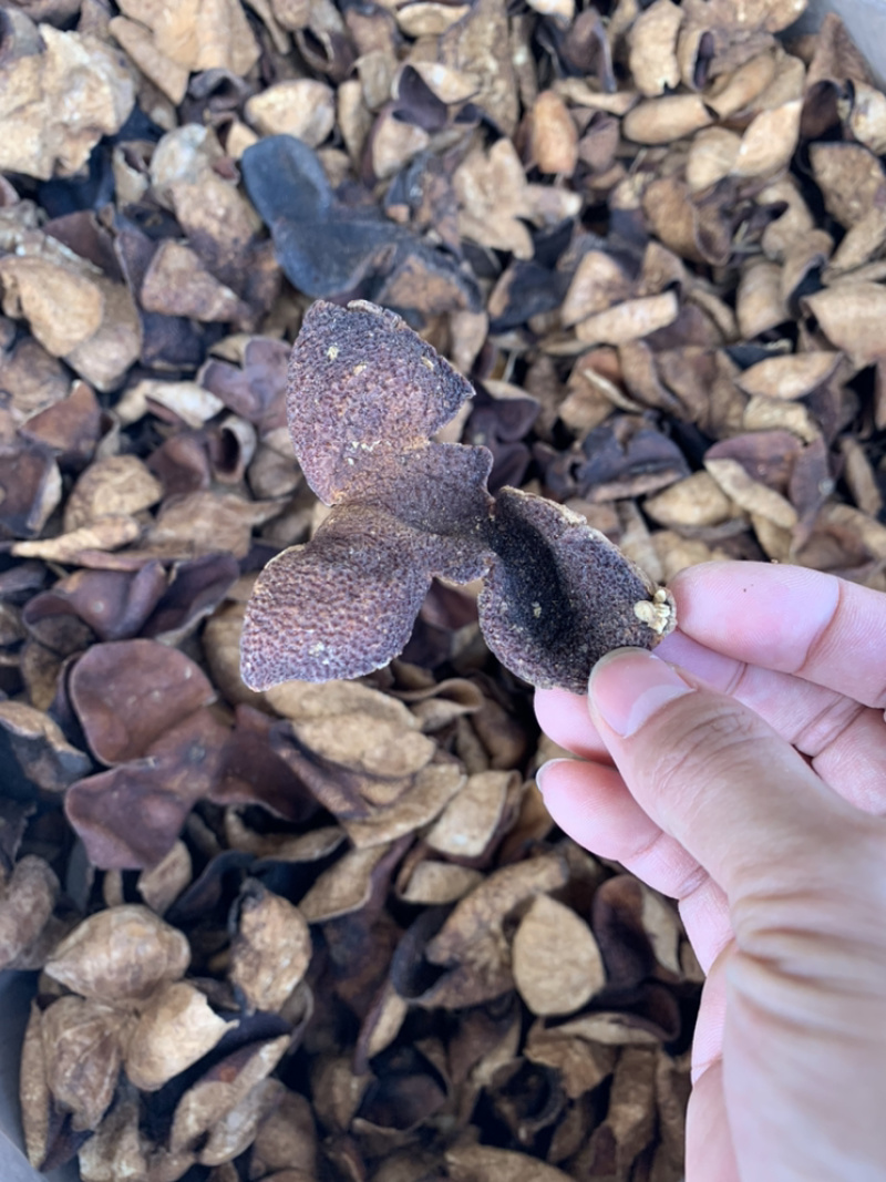 陈皮大量批发5年老陈皮新会陈皮陈皮干500g