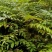 利川市众川苗木香椿苗，春呀可以做菜吃，同事也是造林用苗