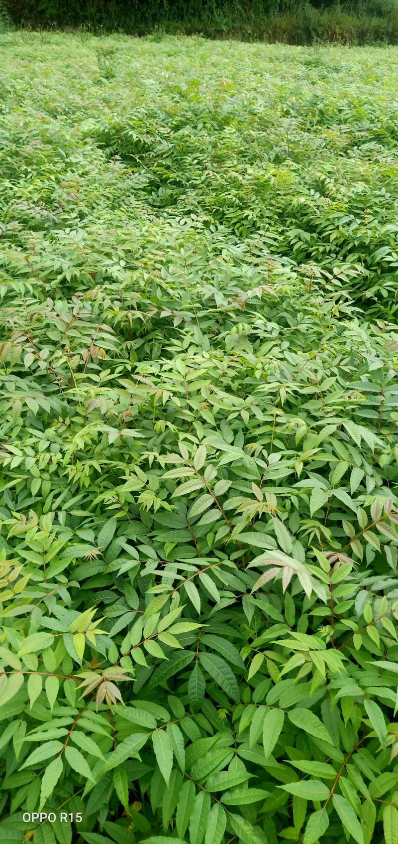 利川市众川苗木香椿苗，春呀可以做菜吃，同事也是造林用苗