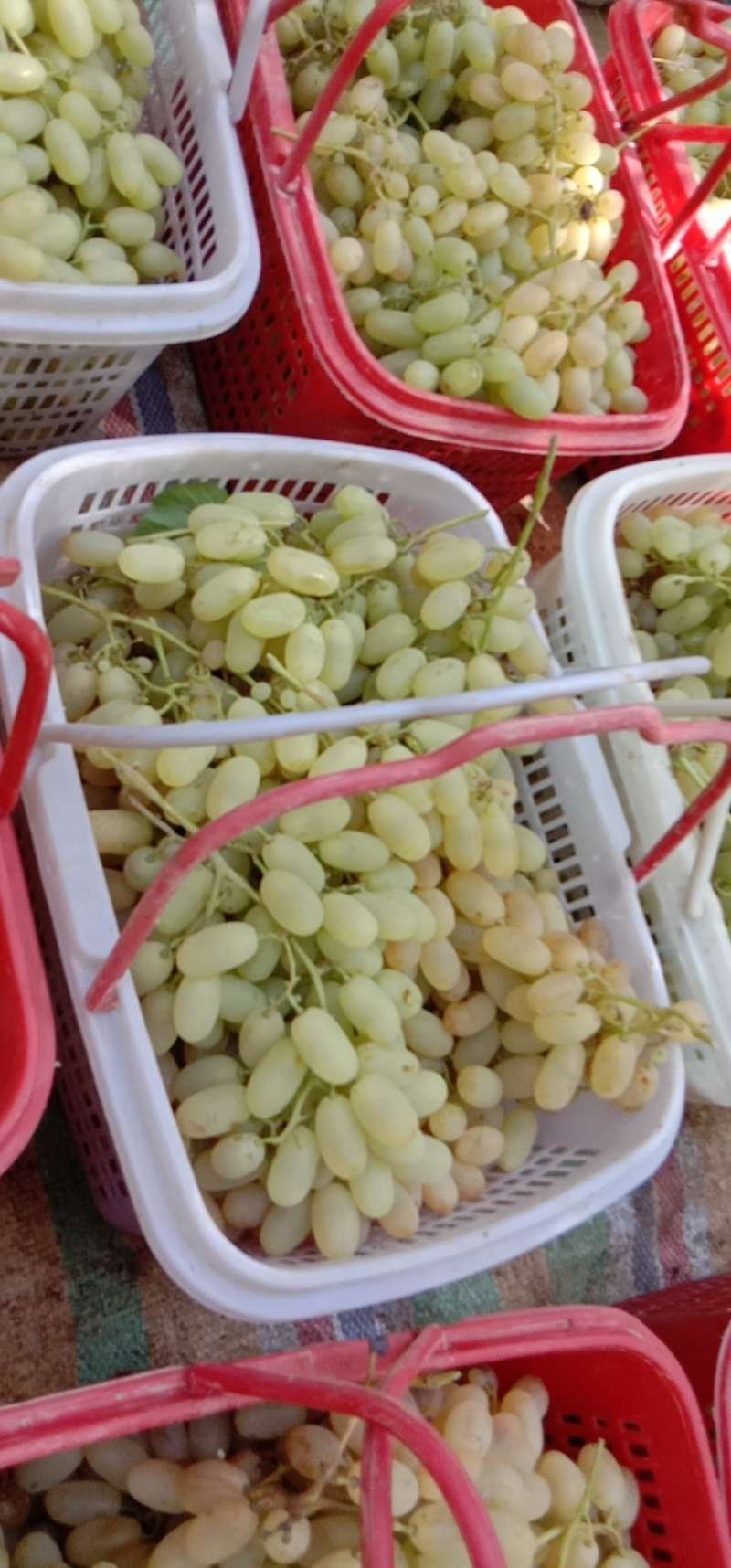吐鲁番马奶子葡萄包质量