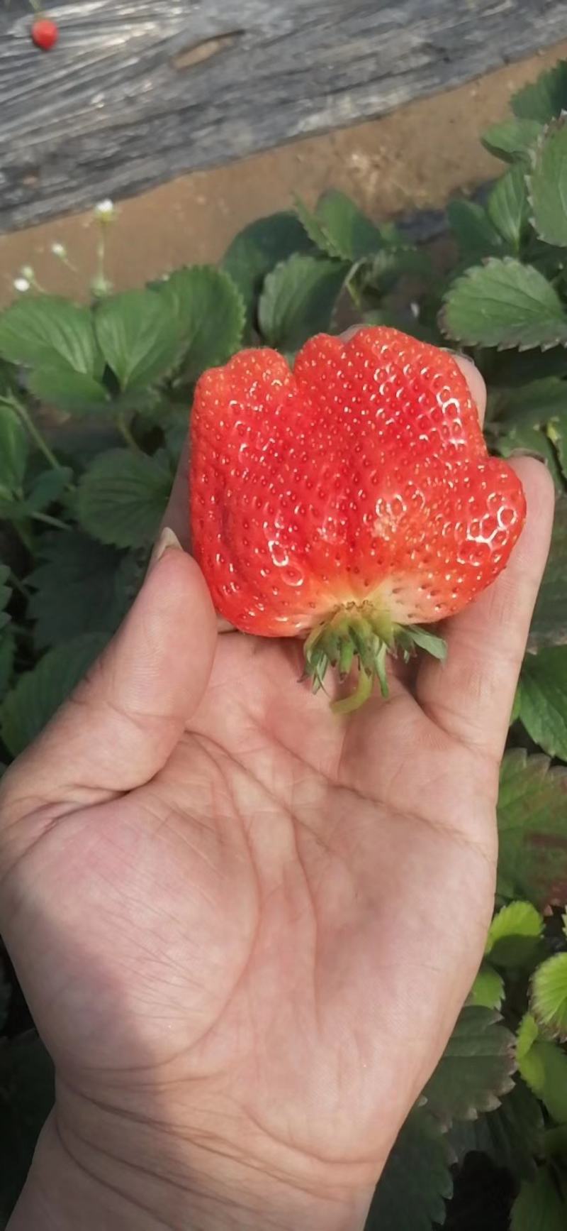 供应优质202草莓苗九万棵！