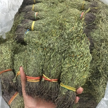 大量供应2020年A货独脚金独脚钳长独脚金一手货源