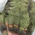 大量供应2020年A货独脚金独脚钳长独脚金一手货源
