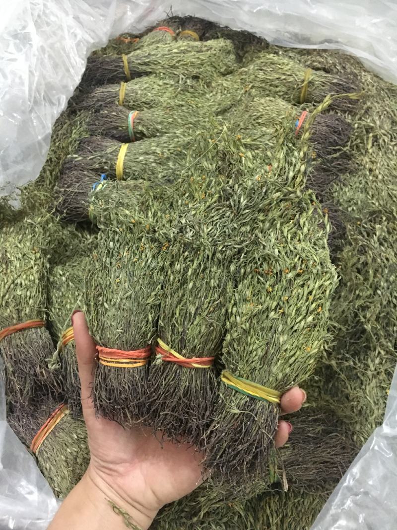 大量供应2020年A货独脚金独脚钳长独脚金一手货源