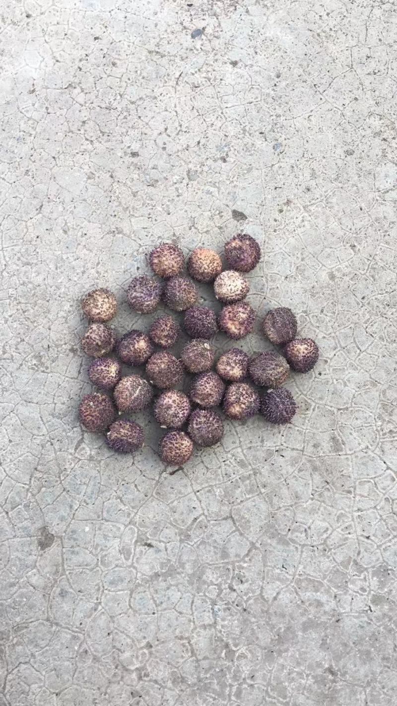 正宗阳春春砂仁过药检含量高