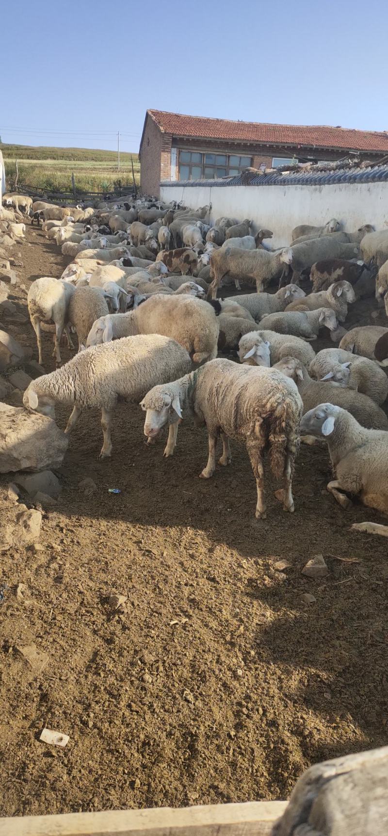 肉羊，羔羊，绵羔羊，农村自家散养，无添加，肉质鲜嫩。