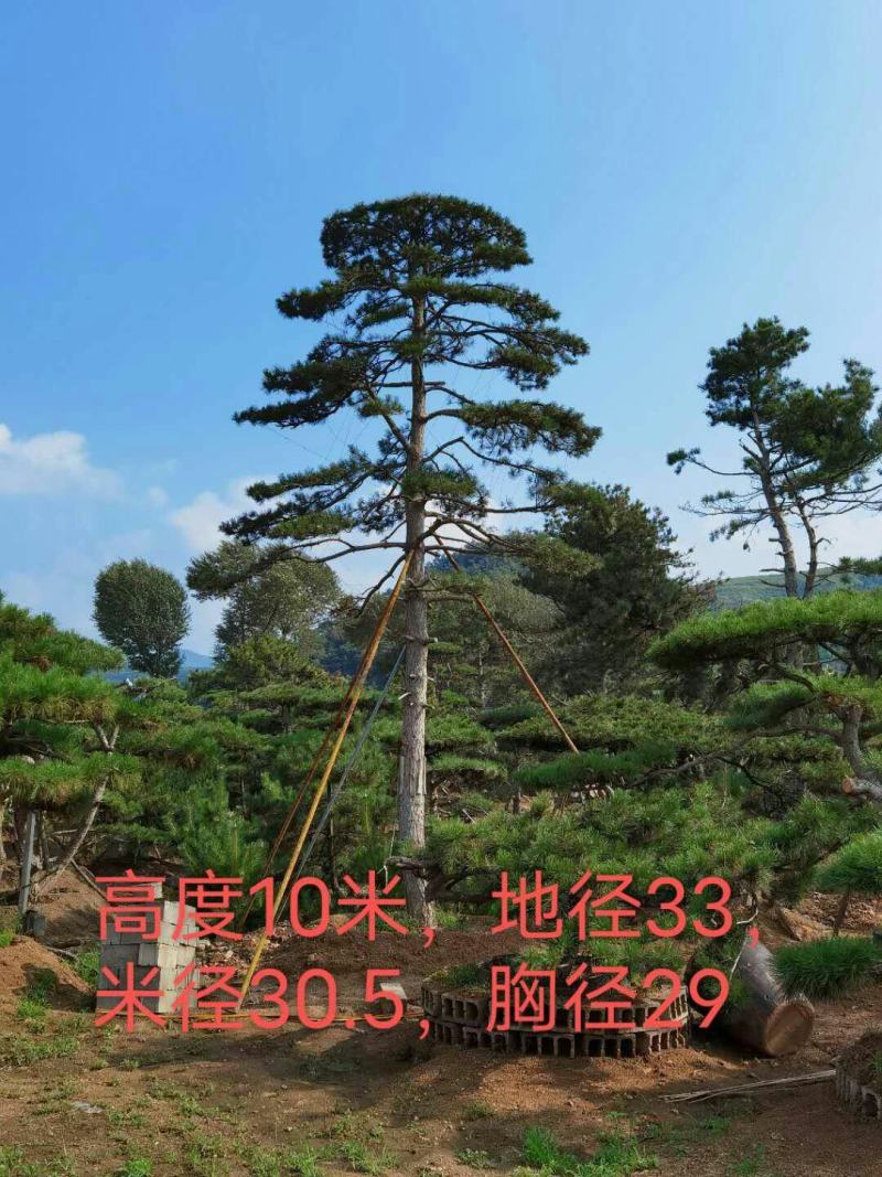精品2-10米造型松正在热销中自然园林造型松基地