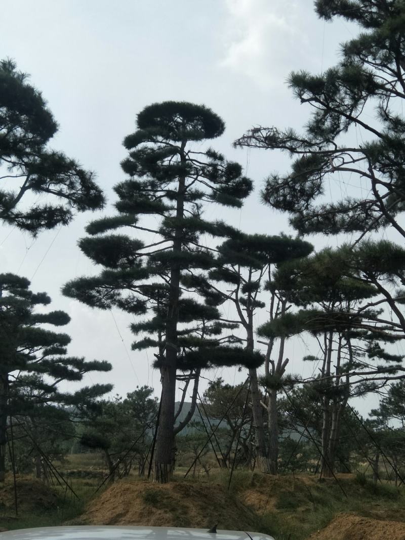 精品2-10米造型松正在热销中自然园林造型松基地