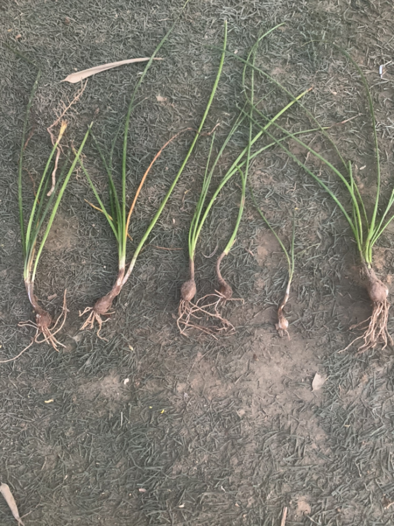 江苏葱兰苗宿根地被植物，包教技术种植葱兰价格