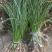 江苏葱兰苗宿根地被植物，包教技术种植葱兰价格