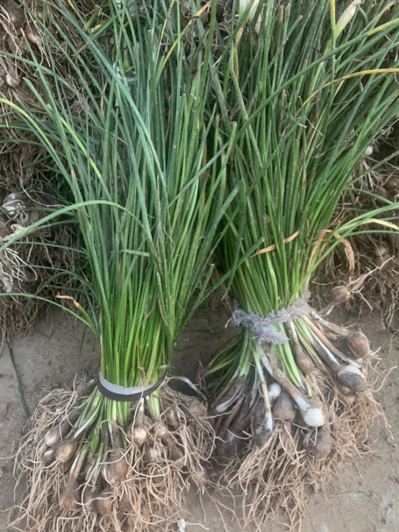 江苏葱兰苗宿根地被植物，包教技术种植葱兰价格