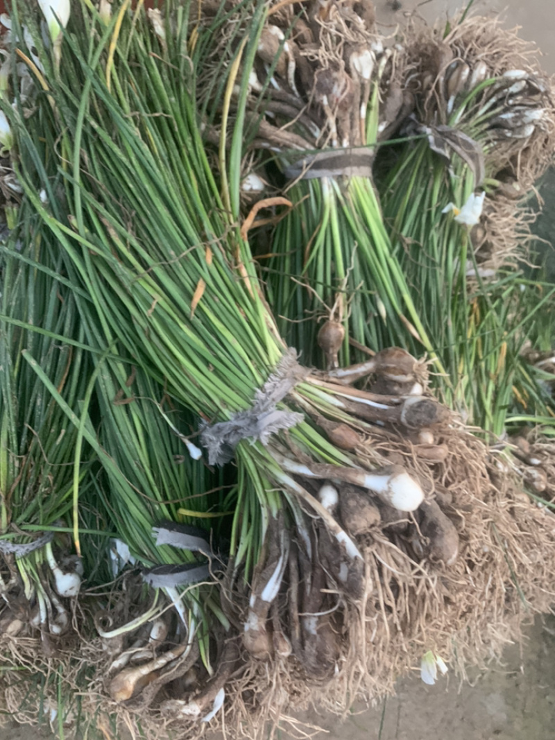 江苏葱兰苗宿根地被植物，包教技术种植葱兰价格
