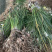 江苏葱兰苗宿根地被植物，包教技术种植葱兰价格