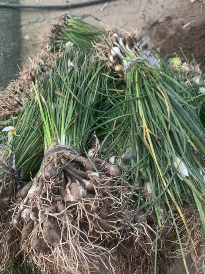 江苏葱兰苗宿根地被植物，包教技术种植葱兰价格