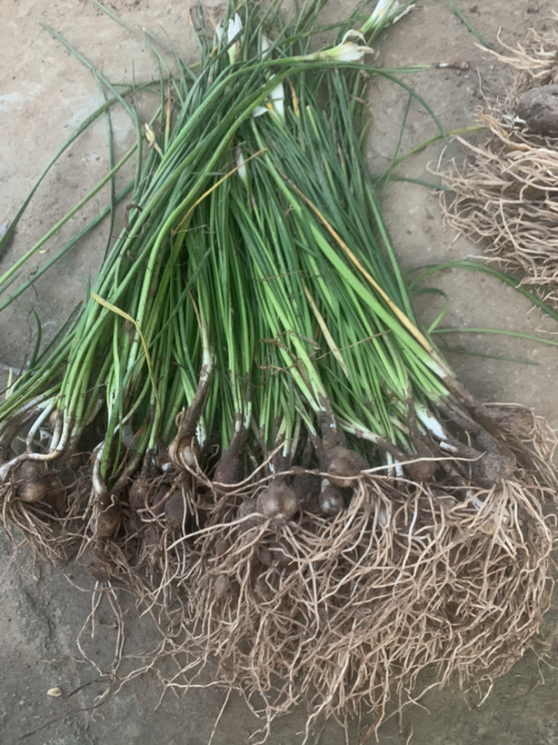 江苏葱兰苗宿根地被植物，包教技术种植葱兰价格