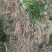 江苏葱兰苗宿根地被植物，包教技术种植葱兰价格