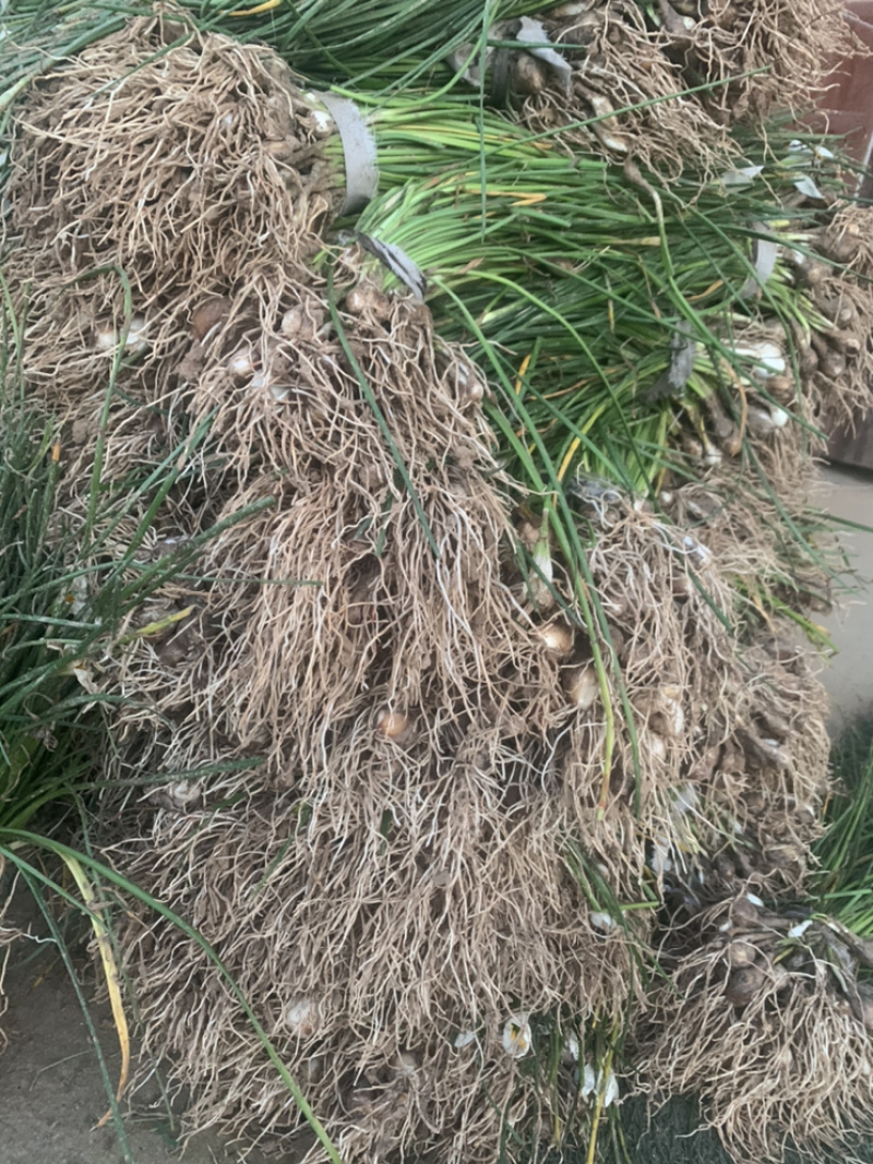江苏葱兰苗宿根地被植物，包教技术种植葱兰价格