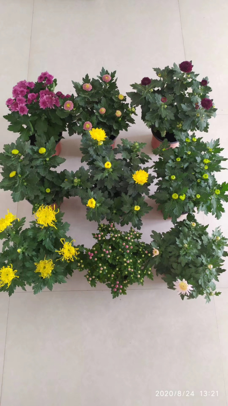 基地盆栽菊花，带盆发货菊花品种齐全批发价格便宜