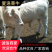 夏洛莱牛犊，忻府夏洛莱牛犊，免费送货送铡草机一手货源