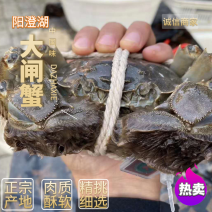 阳澄湖大闸蟹批发欢迎各位老板订购合作共赢