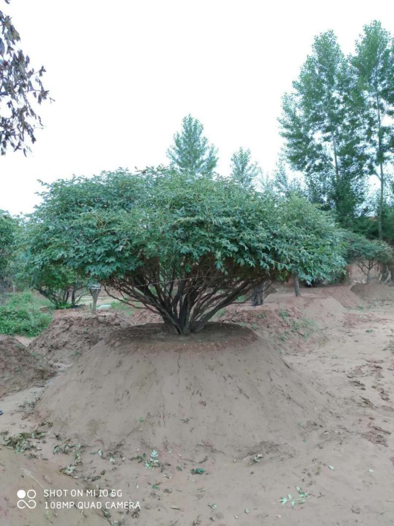 红花千层独杆丛生牡丹