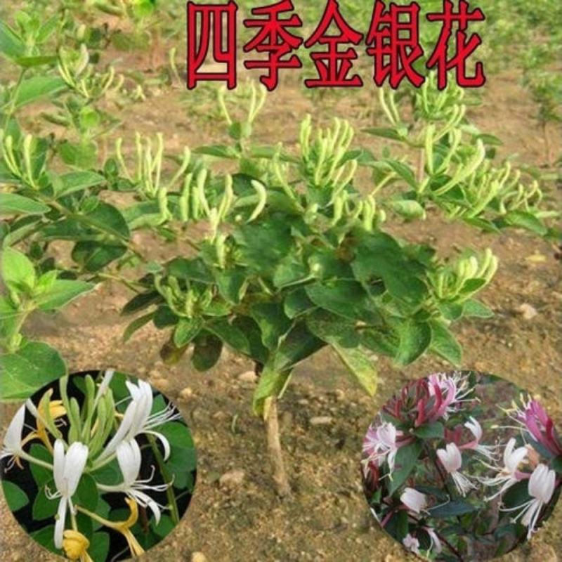 金银花盆四季开花绿植花老桩金银花红色金银花基地直发