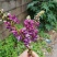 广西野生葛花