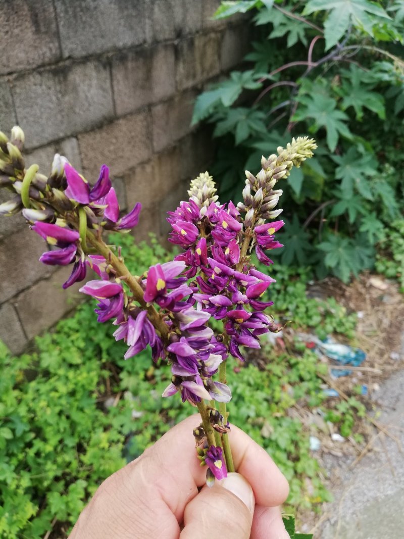 广西野生葛花