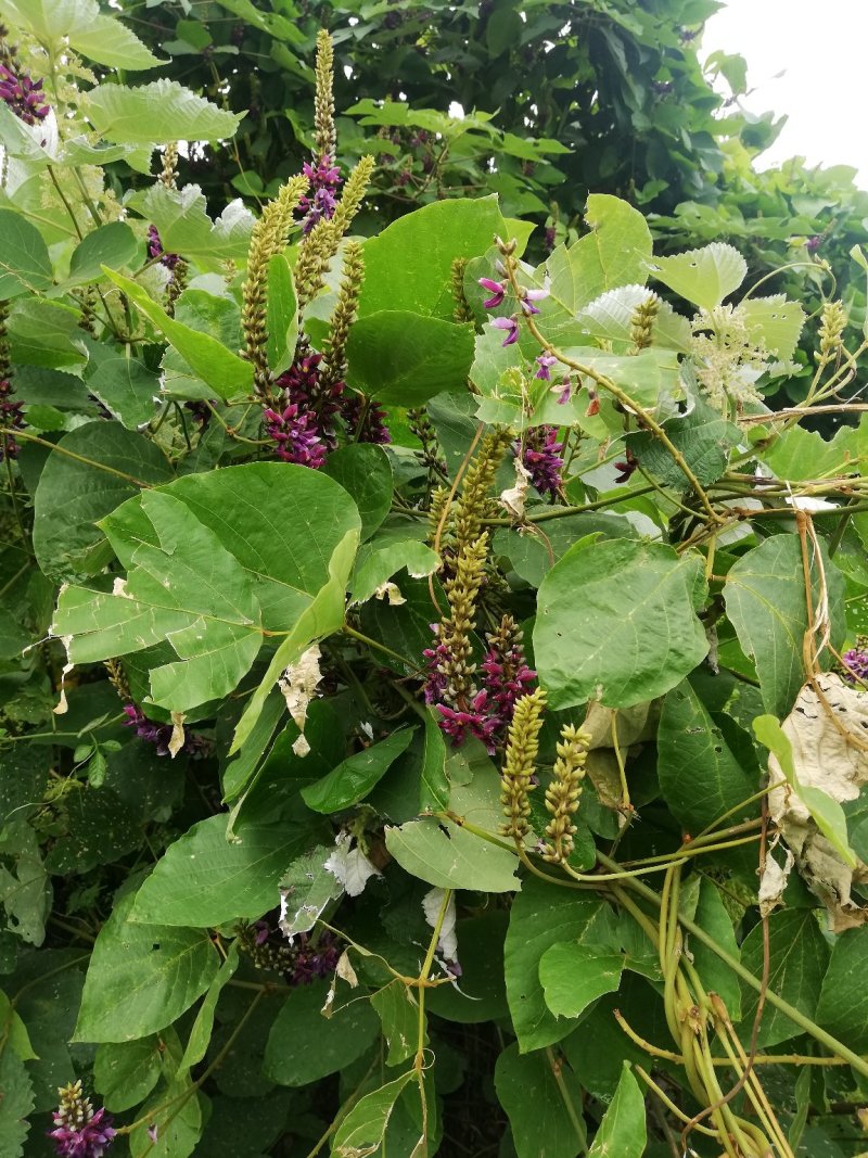 广西野生葛花