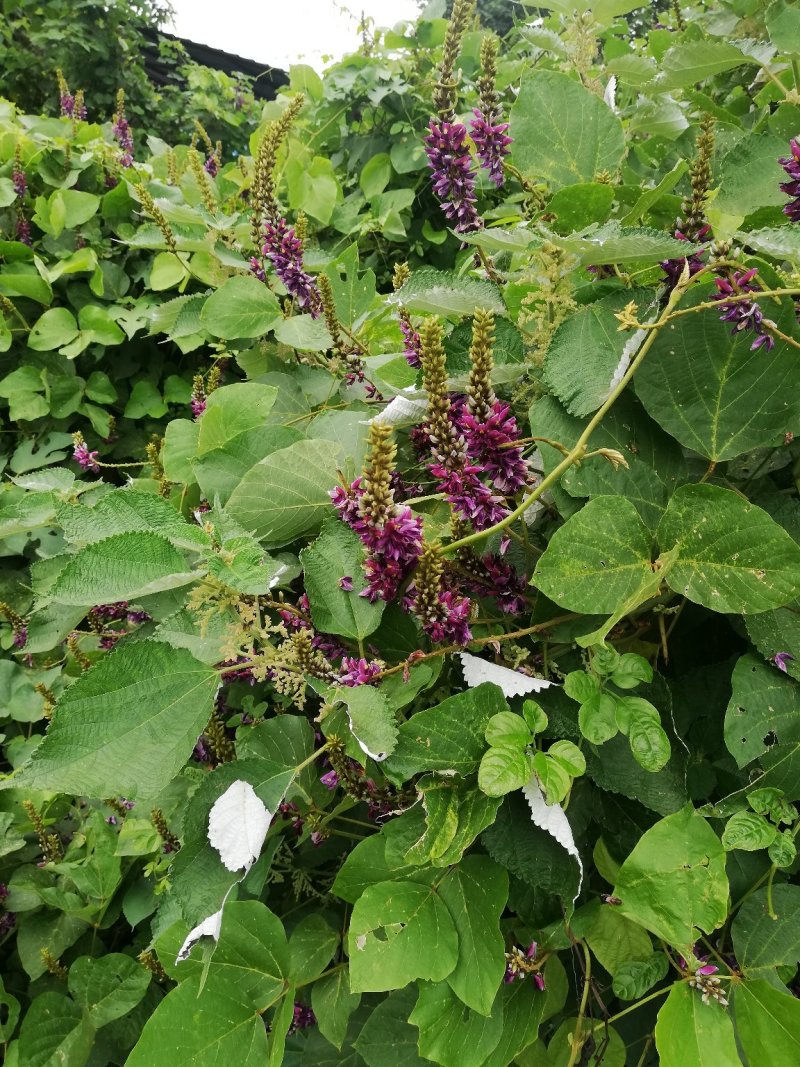 广西野生葛花