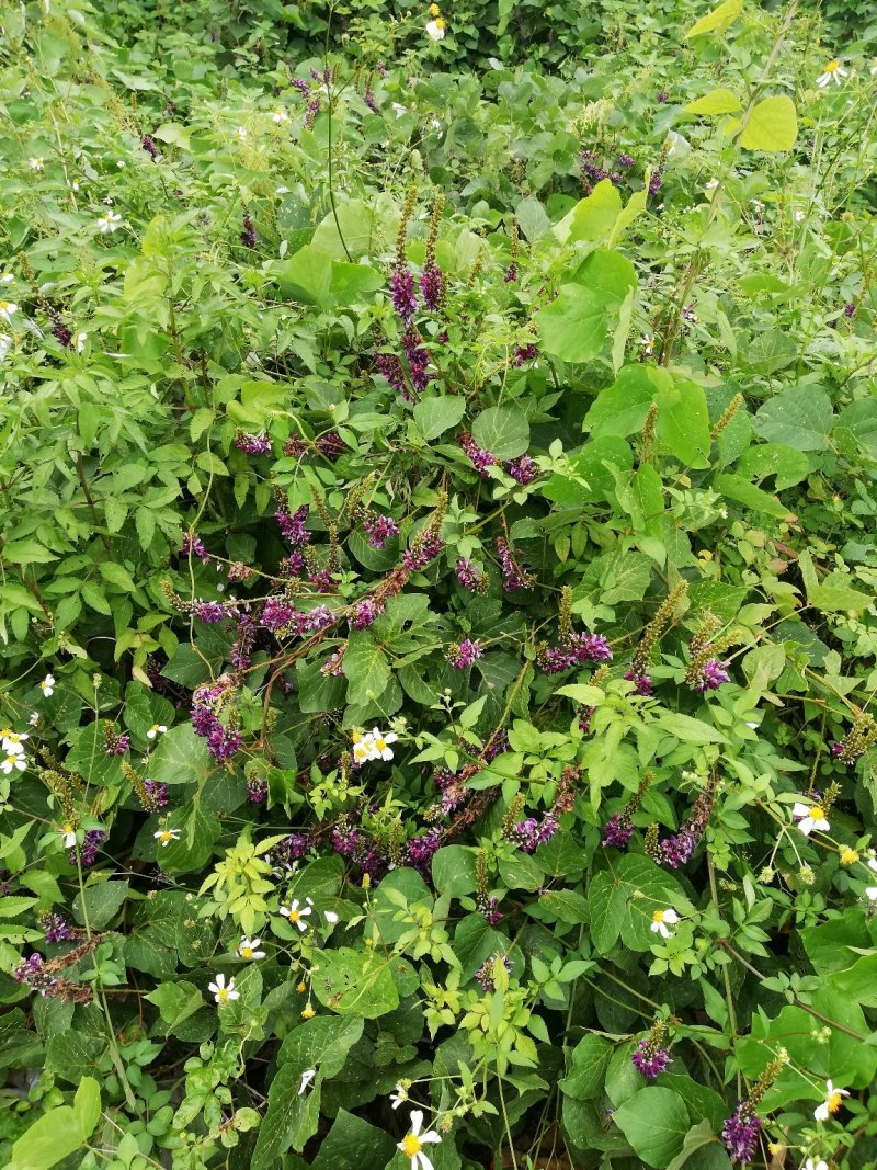 广西野生葛花
