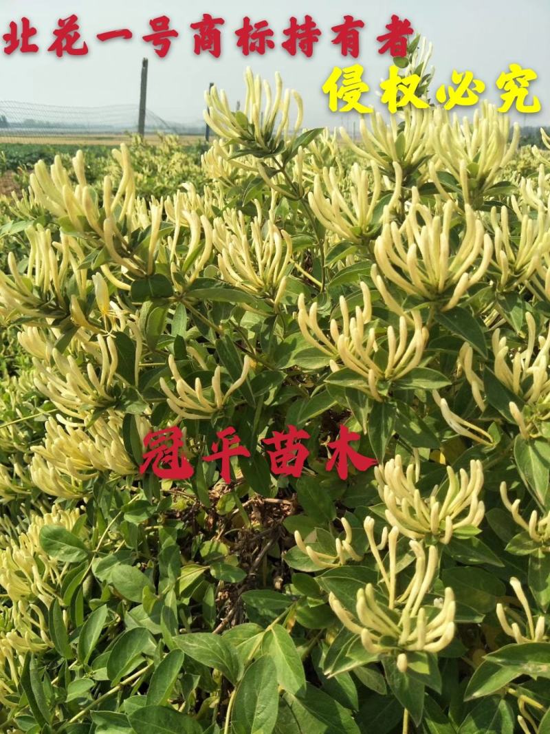 北花一号金银花苗全花蕾产量高技术免费回收干花