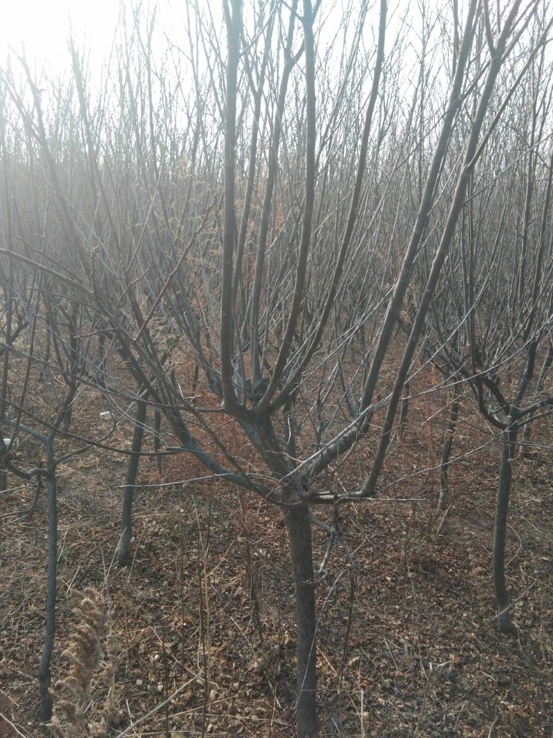 紫叶矮樱，量大一级树形，大小规格都有