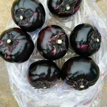 【精品】圆茄紫光茄质量保证，各种打包都可以