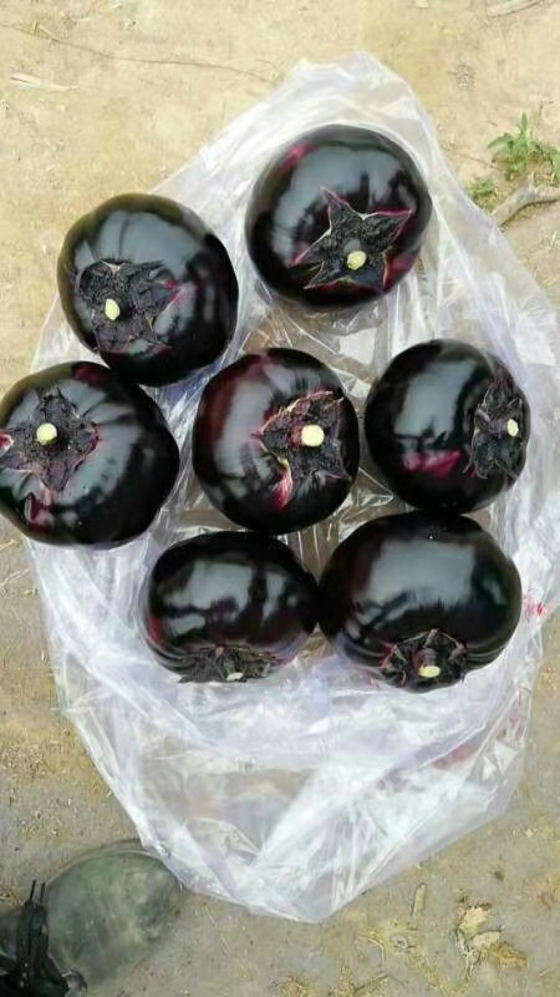 【精品】圆茄紫光茄质量保证，各种打包都可以