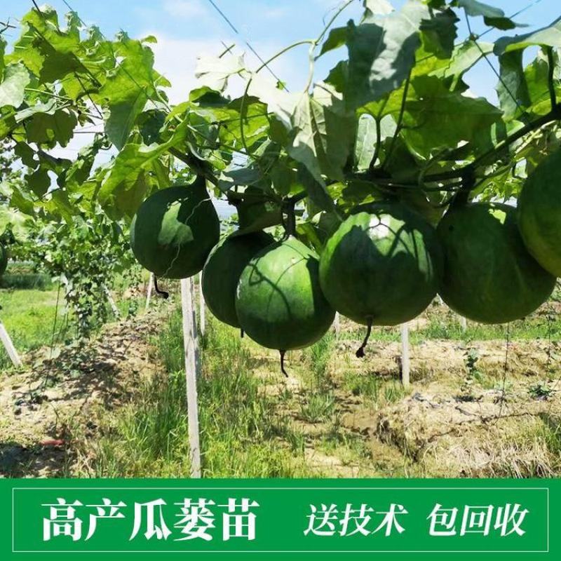 『包技术、包回收』全新瓜蒌种苗胚苗高存活率高亩产量