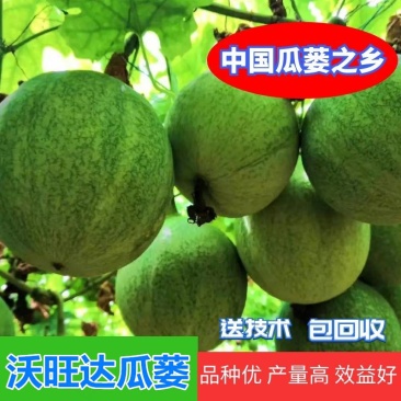 『包技术、包回收』全新瓜蒌种苗胚苗高存活率高亩产量