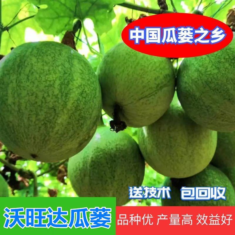 『包技术、包回收』全新瓜蒌种苗胚苗高存活率高亩产量