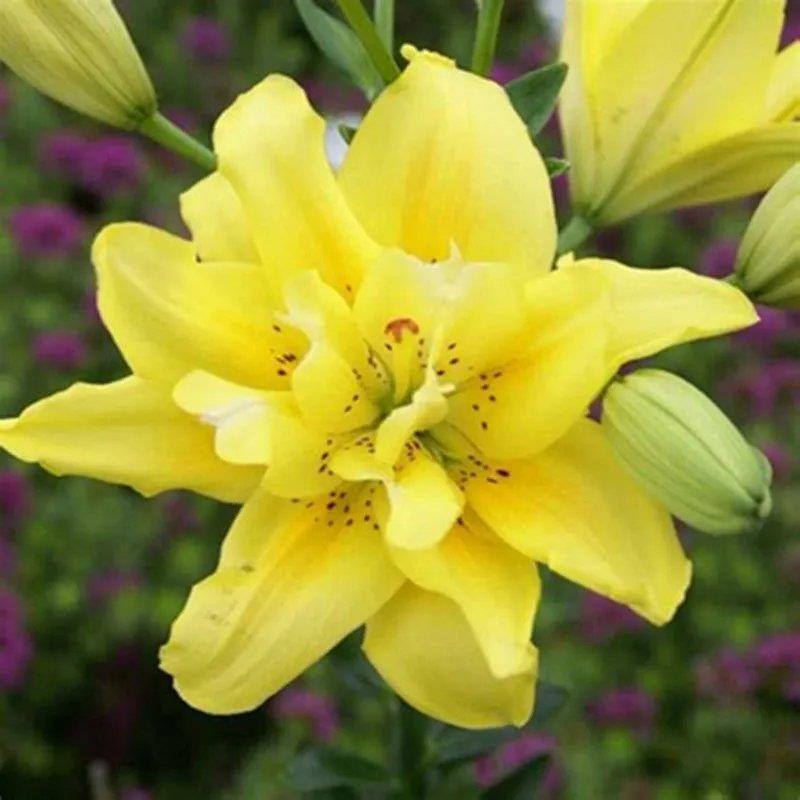 进口百合花种球重瓣进口百合四季种植花卉花海盆栽